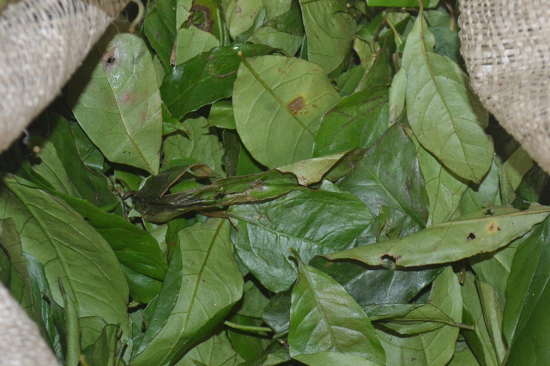 Des feuilles d’eru entières, vertes et lisses, dans un panier