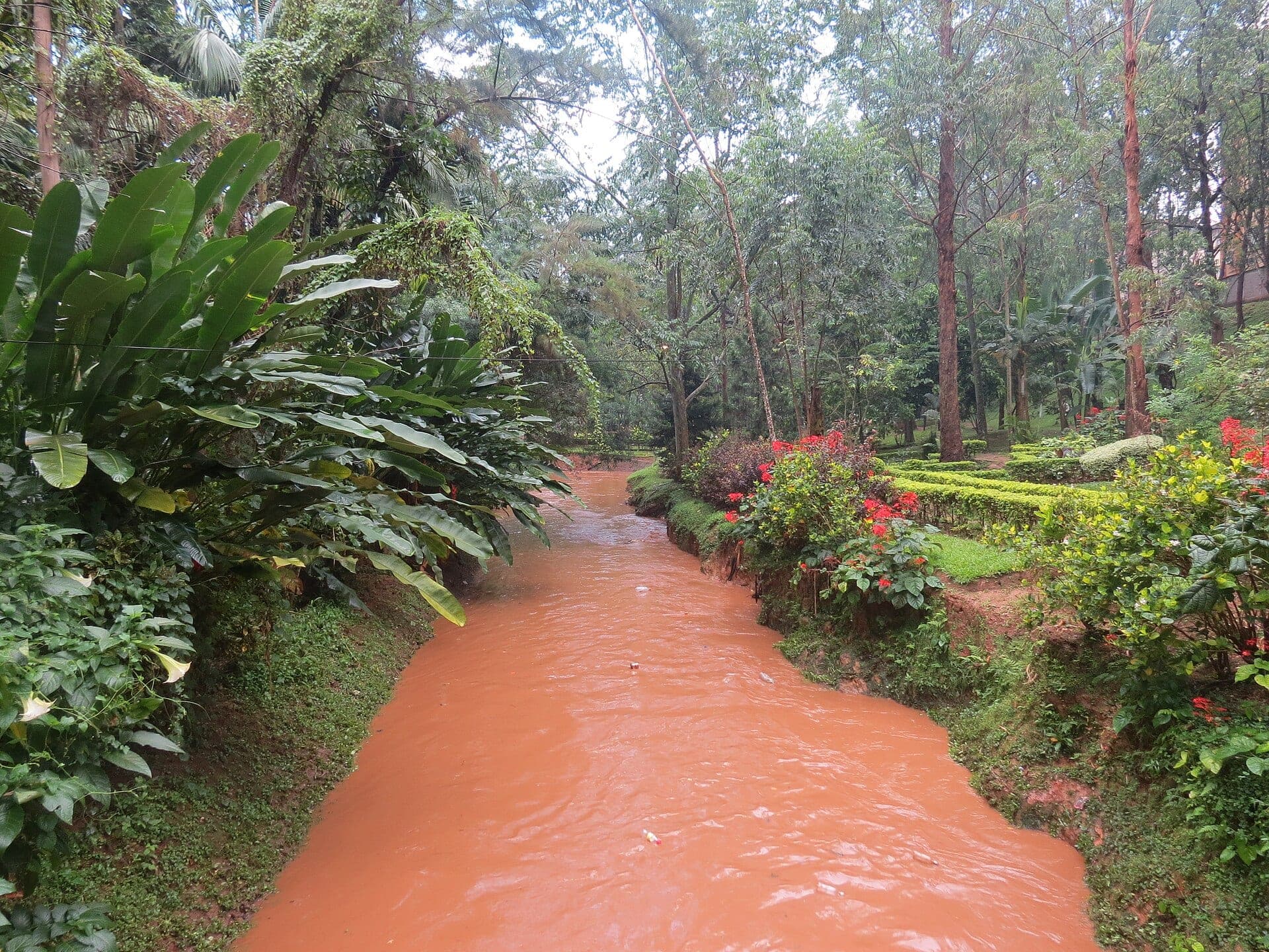 Un ruisseau entre les arbres et les massifs du bois Sainte-Anastasie, à Yaoundé