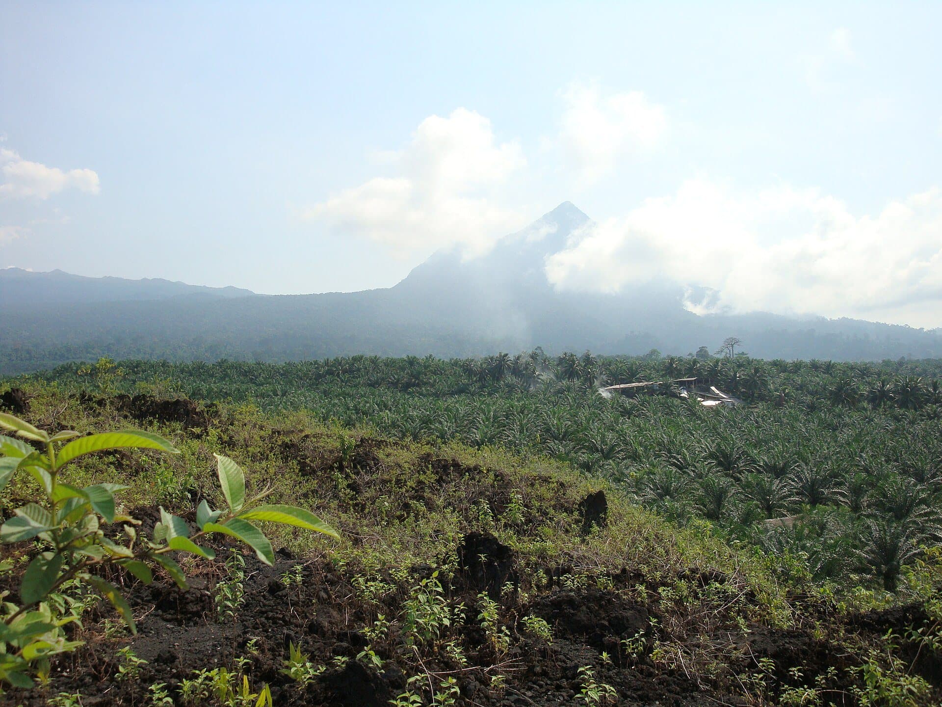 Etinde, le petit mont Cameroun